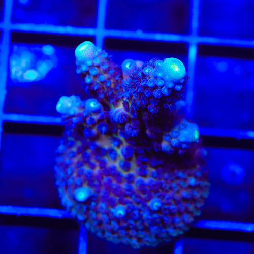 TSA Grimace Fiji Somoensis Acropora Coral