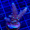 TSA Grimace Fiji Somoensis Acropora XL Frag Coral