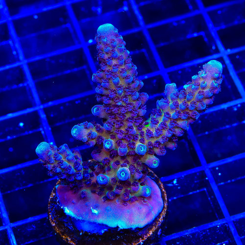 TSA Grimace Fiji Somoensis Acropora XL Frag Coral