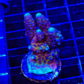 TSA Grimace Fiji Somoensis Acropora XL Frag Coral