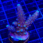 TSA Grimace Fiji Somoensis Acropora XL Frag Coral