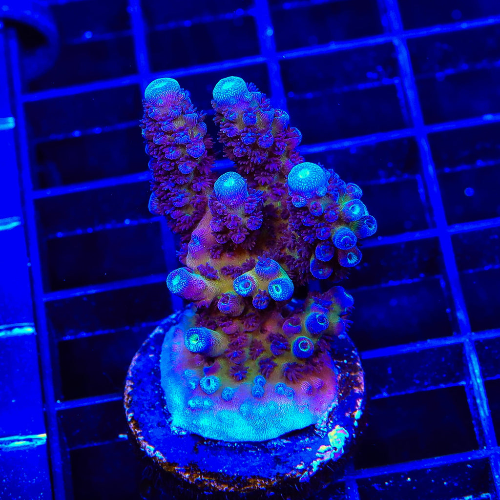 TSA Grimace Fiji Somoensis Acropora XL Frag Coral