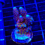 TSA Grimace Fiji Somoensis Acropora XL Frag Coral