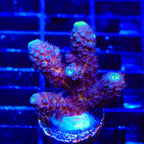 TSA Grimace Fiji Somoensis Acropora XL Frag Coral