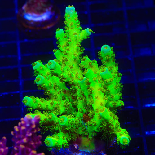 TSA Grinch Sarmentosa Acropora XL Frag Coral