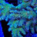 TSA Gumby Toadstool Leather Coral