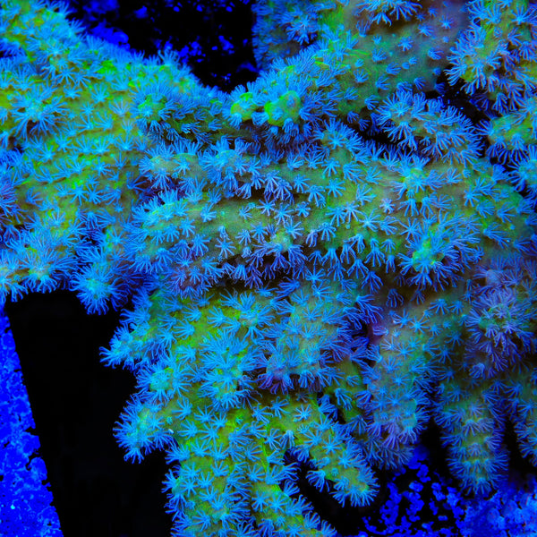 TSA Gumby Toadstool Leather Coral