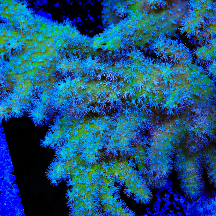 TSA Gumby Toadstool Leather Coral