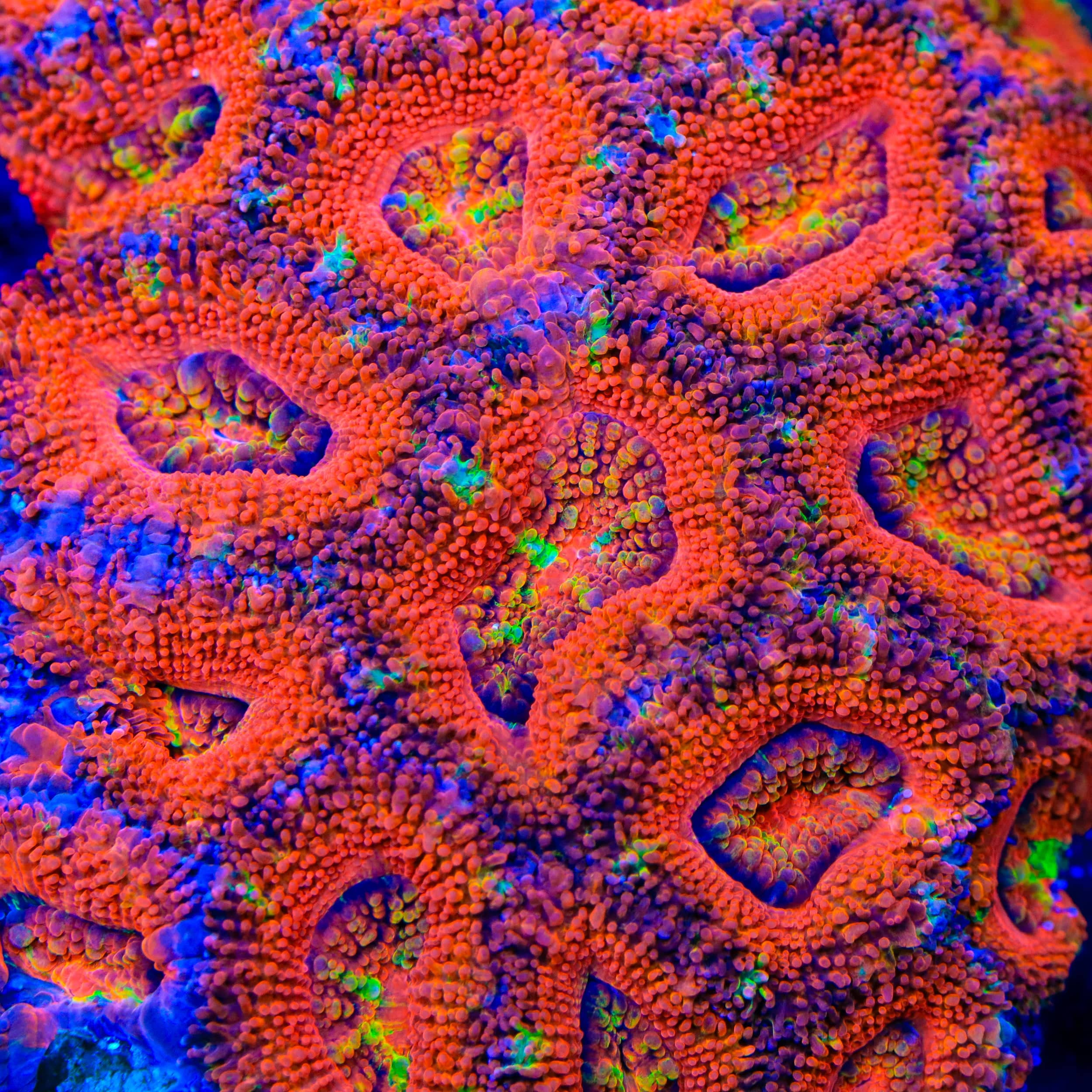 TSA Gumdrop Acan Coral