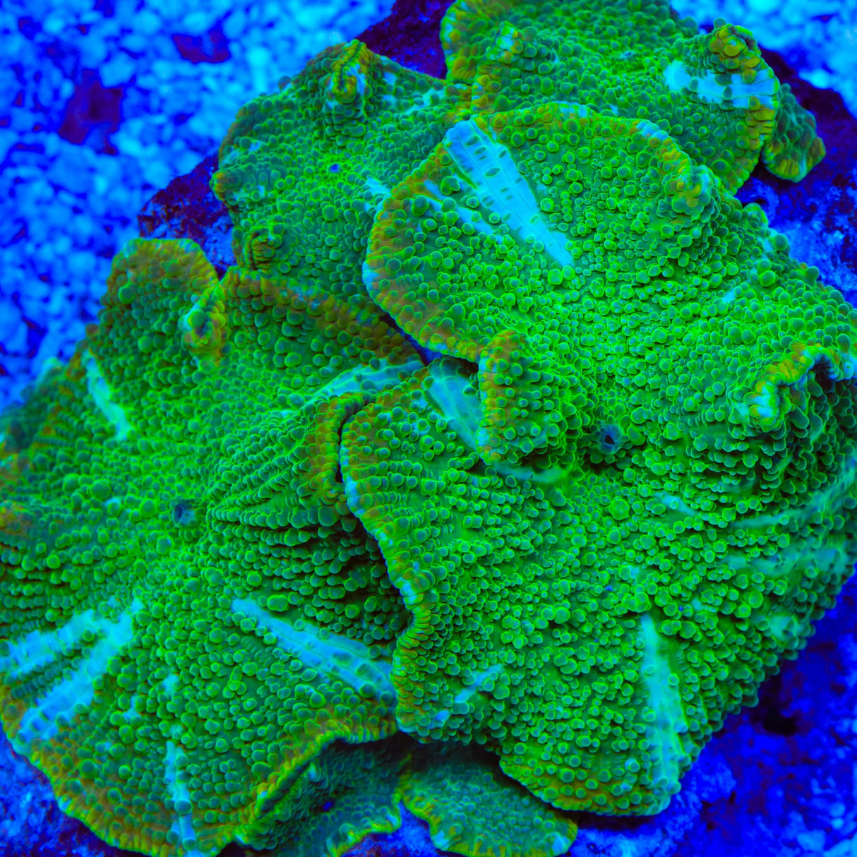 TSA Gummy Bear Mushroom Coral