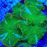 TSA Gummy Bear Mushroom Coral