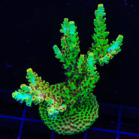 TSA Harvey Wallbanger Acropora Colony Coral