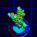 TSA Harvey Wallbanger Acropora Coral