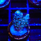 TSA Haymaker Tenuis Acropora Coral