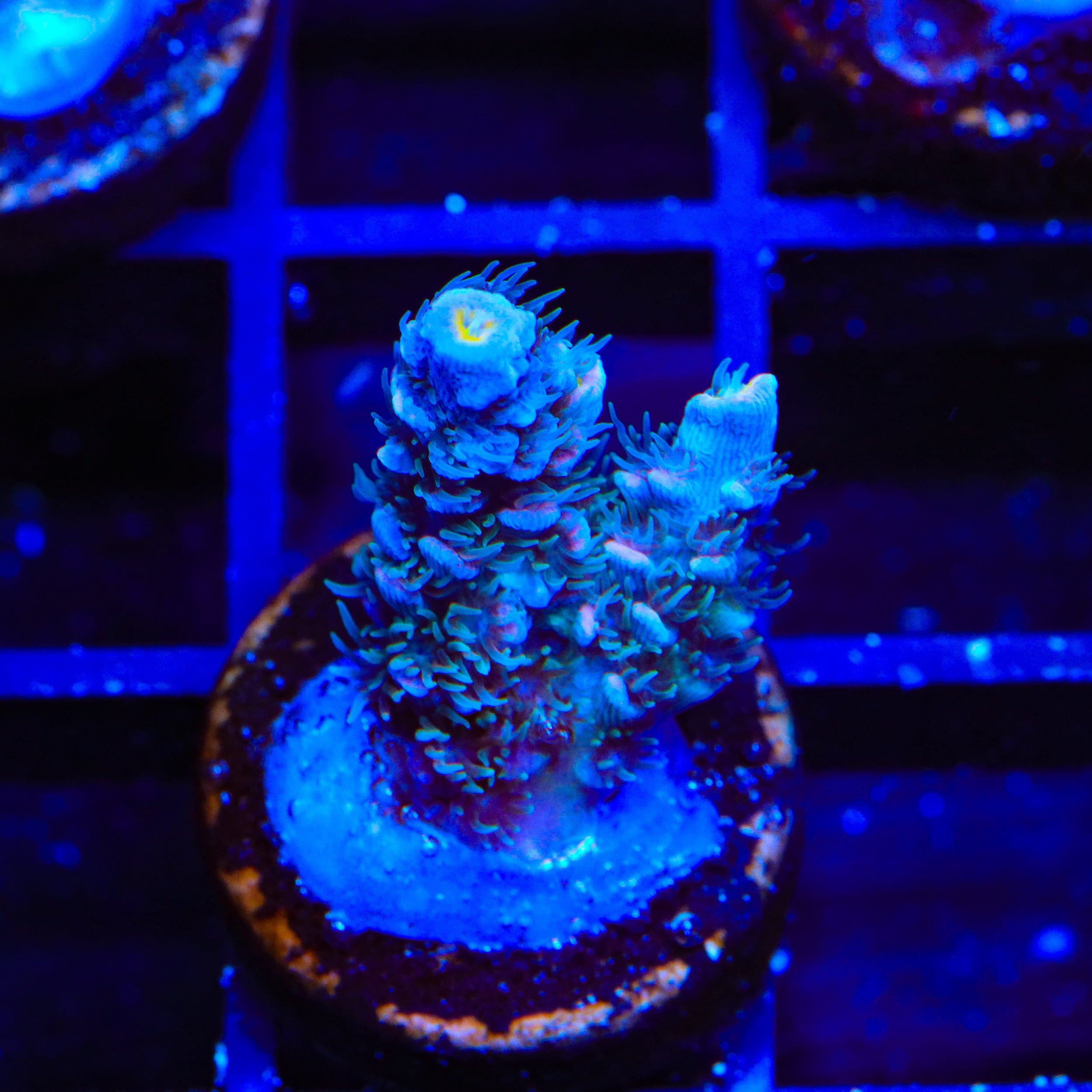 TSA Haymaker Tenuis Acropora Coral