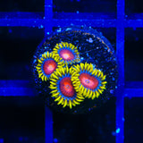 TSA Headrush Zoanthids Coral