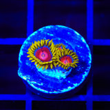 TSA Headrush Zoanthids Coral