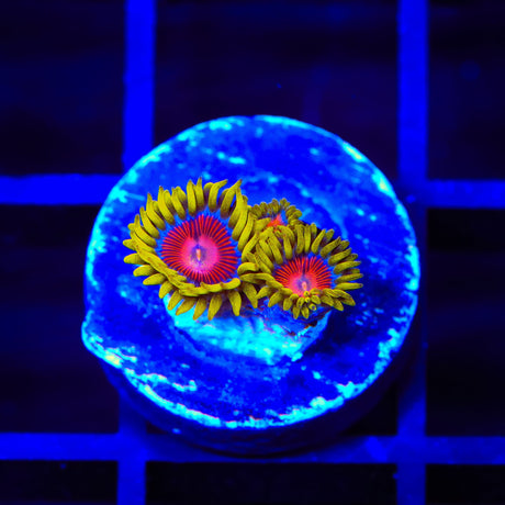 TSA Headrush Zoanthids Coral