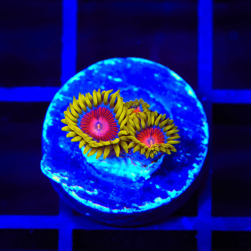 TSA Headrush Zoanthids Coral