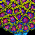 TSA Headrush Zoanthids Coral
