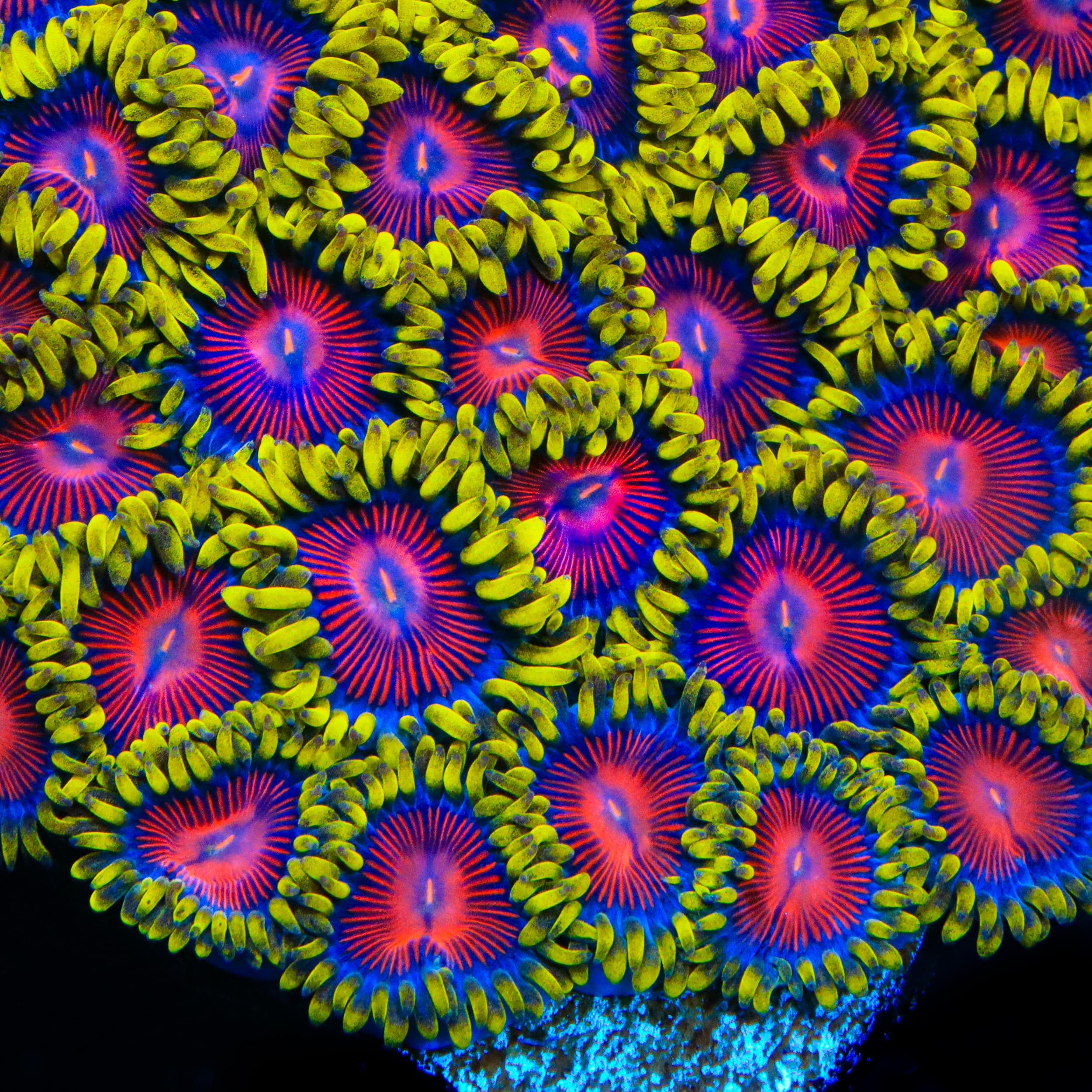 TSA Headrush Zoanthids Coral