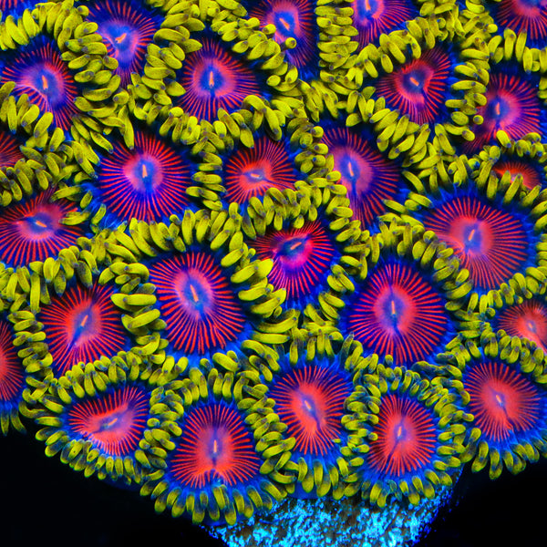 TSA Headrush Zoanthids Coral