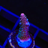 TSA Heaven and Hell Millepora Acropora Coral