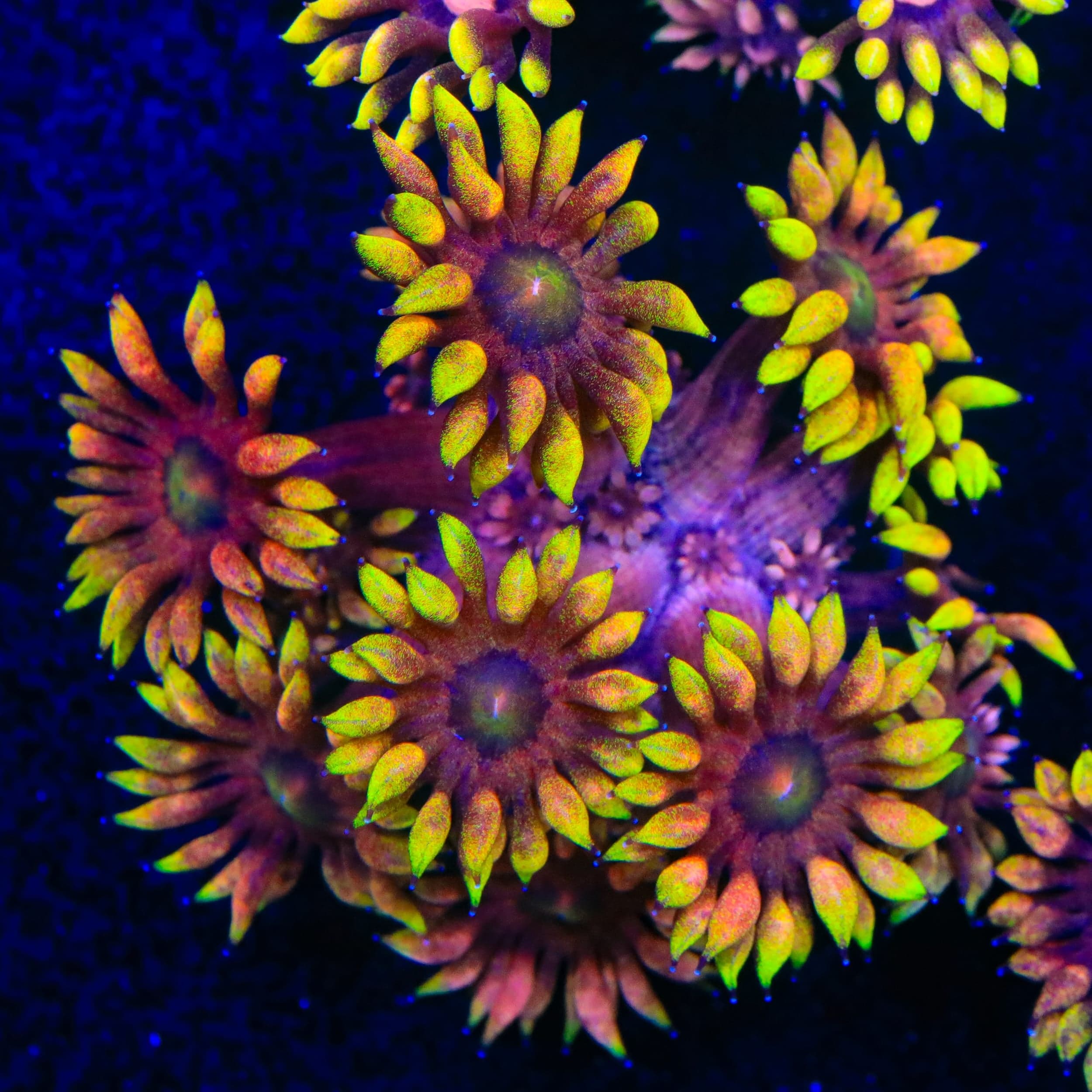 TSA Hellfire Goniopora Coral