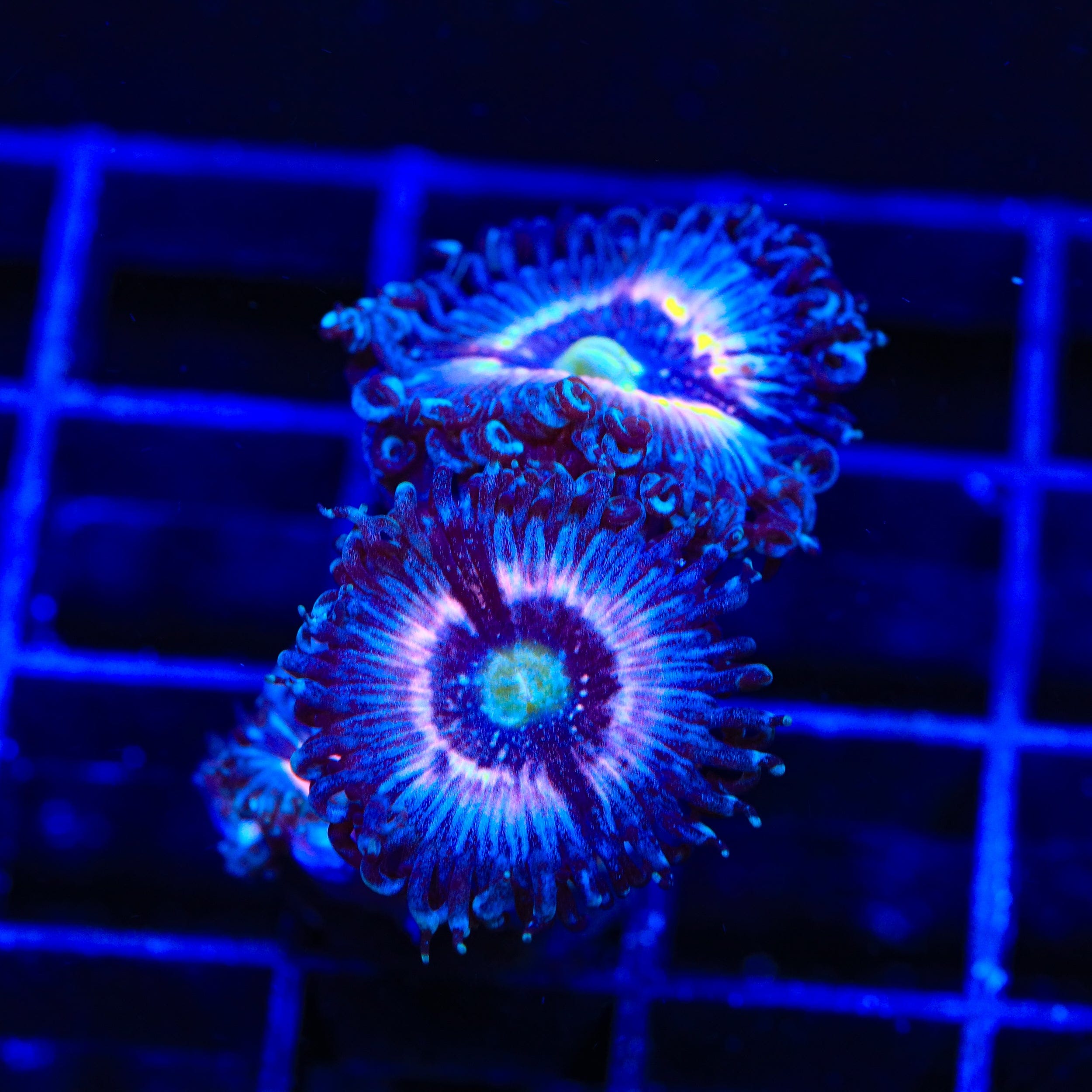 TSA Helter Skelter Zoanthids Coral