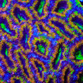 TSA Hocus Pocus Acan Coral