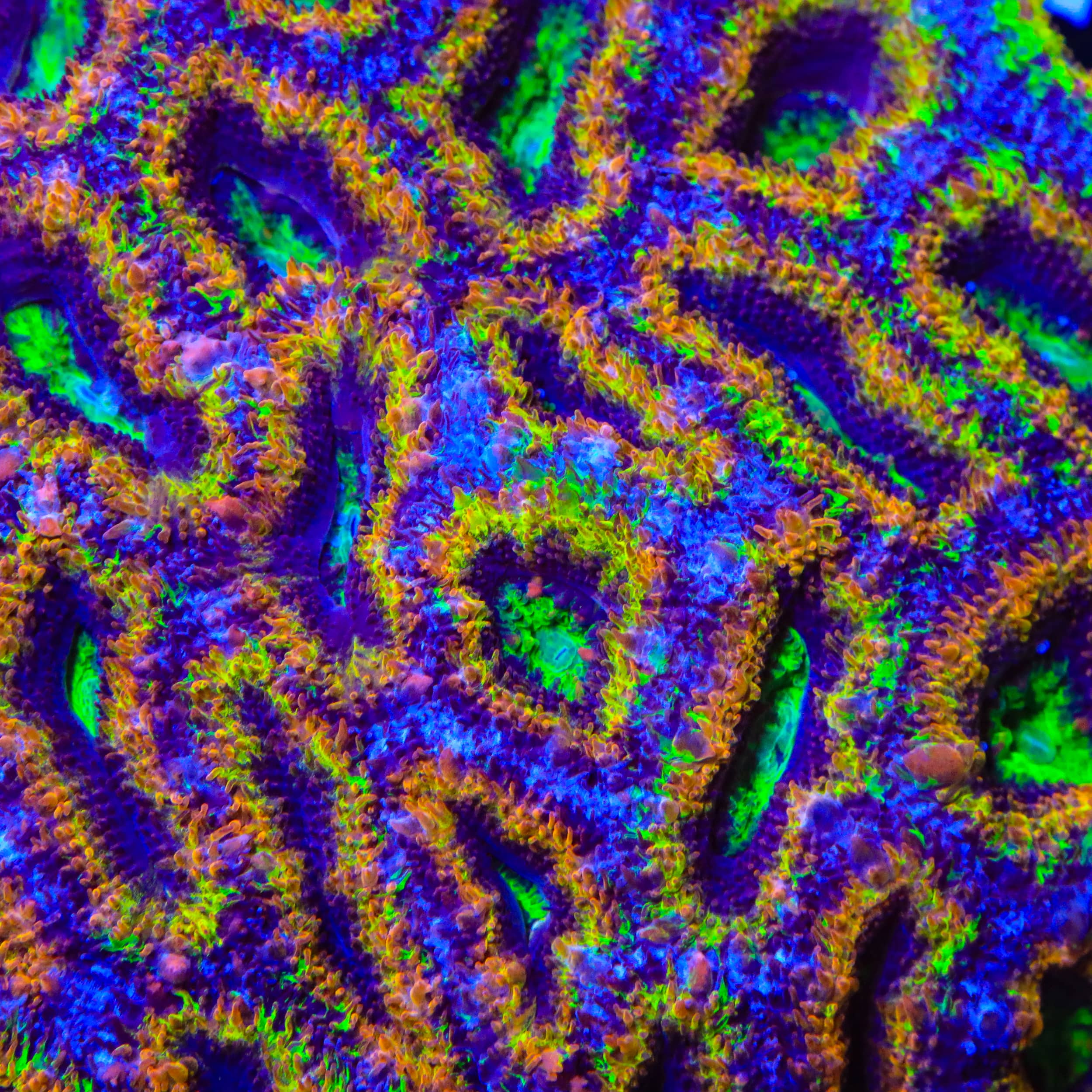 TSA Hocus Pocus Acan Coral