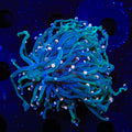 TSA Hocus Pocus Torch Coral