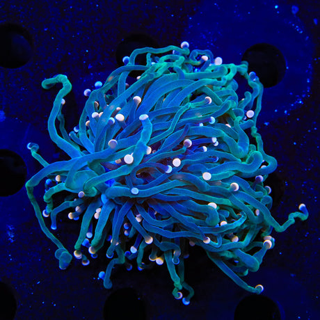 TSA Hocus Pocus Torch Coral