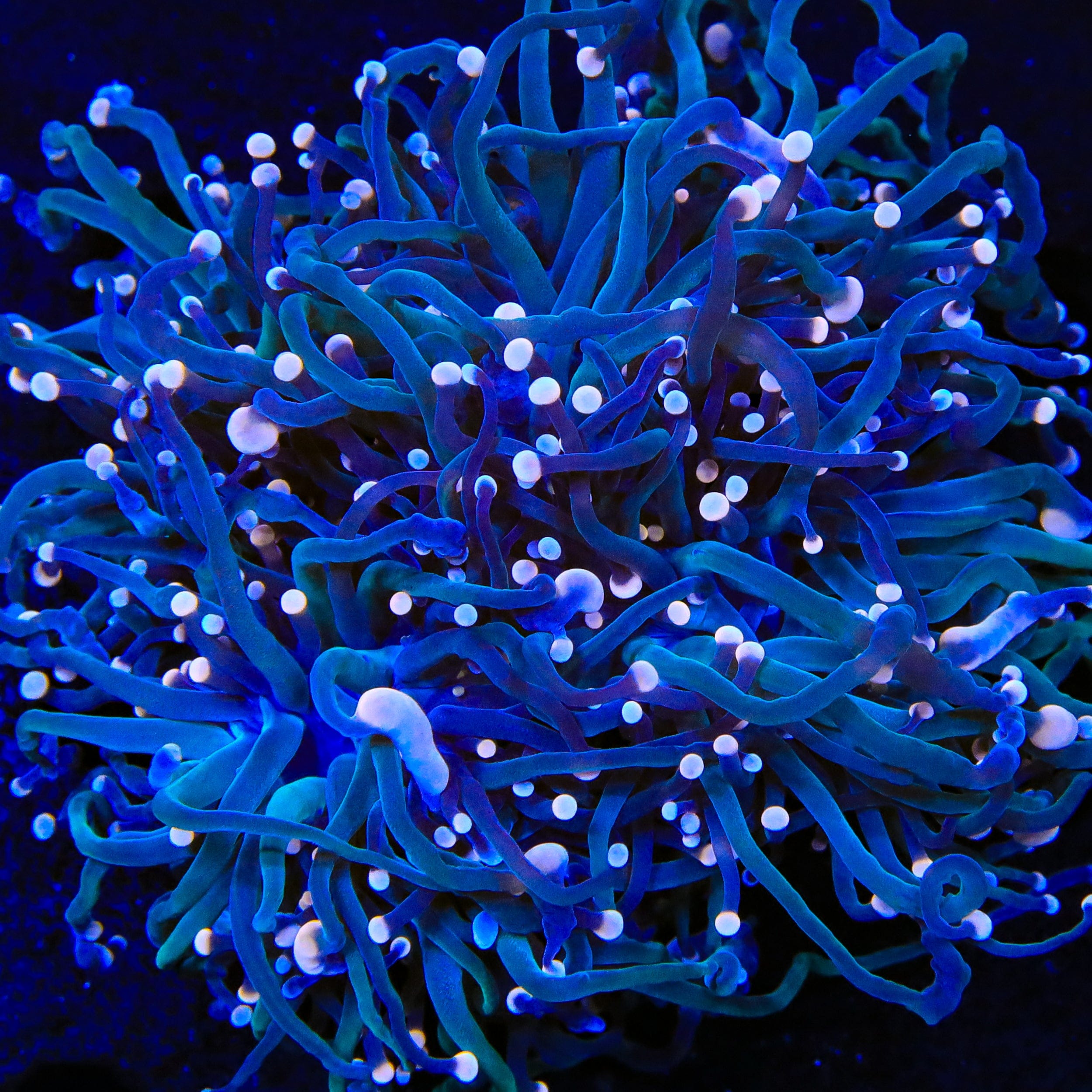 Live Corals for Sale – Page 42 – Top Shelf Aquatics