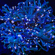TSA Hocus Pocus Torch Coral