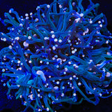 TSA Hocus Pocus Torch Coral