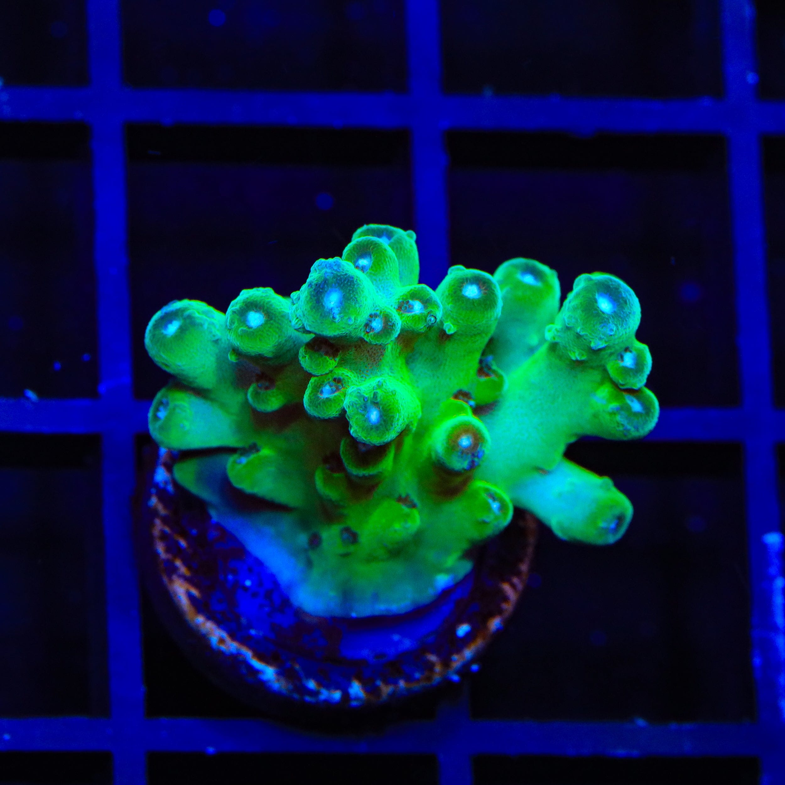 TSA Holy Diver Acropora Coral