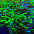 TSA Holy Grail Glitter Torch Coral