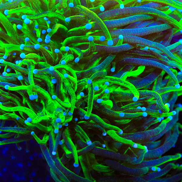 TSA Holy Grail Glitter Torch Coral