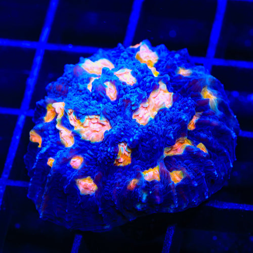 TSA Hot Spot Chalice Coral