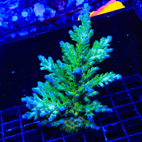TSA Ice Tort Acropora Colony Coral