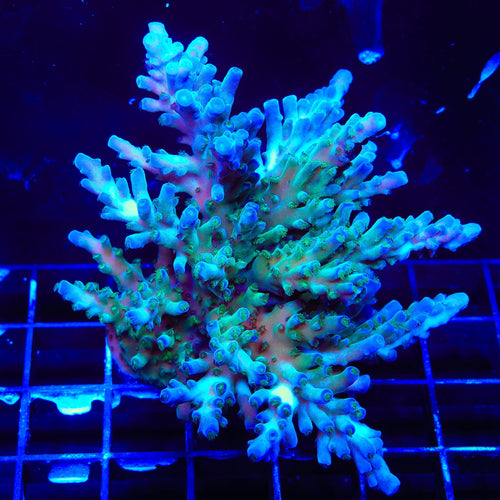 TSA Ice Tort Acropora Coral