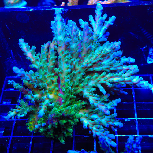 TSA Ice Tort Acropora Coral