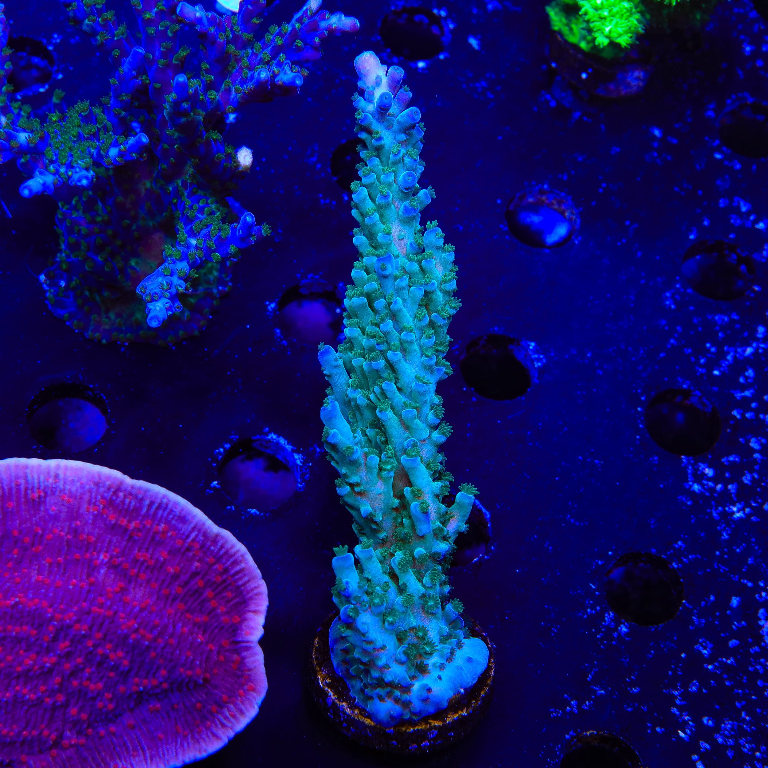 TSA Ice Tort Acropora XL Frag Coral