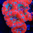 TSA Inferno Flare Acan Coral