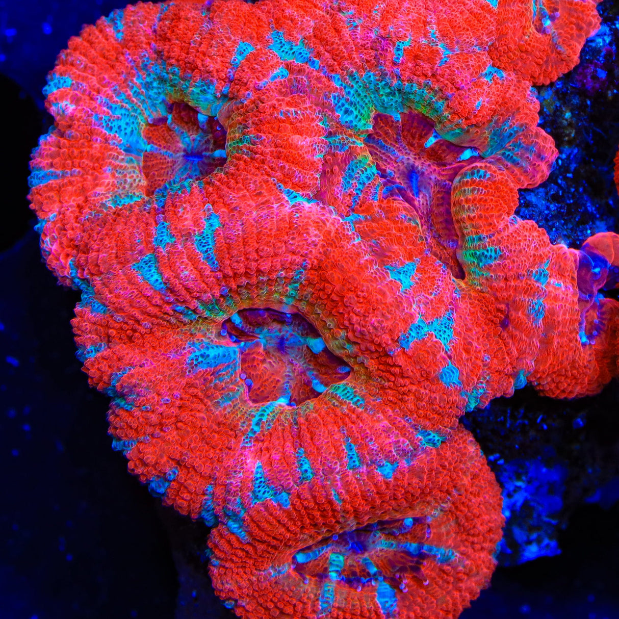 TSA Inferno Flare Acan Coral