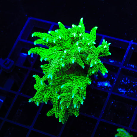 TSA Jade Dragon Birdsnest Colony Coral