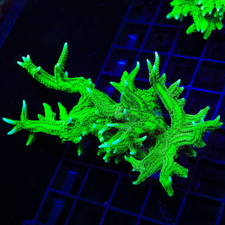 TSA Jade Dragon Birdsnest Colony Coral
