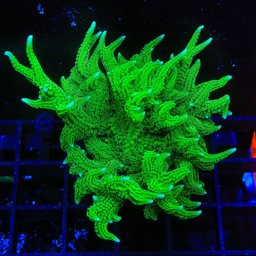TSA Jade Dragon Birdsnest Colony Coral