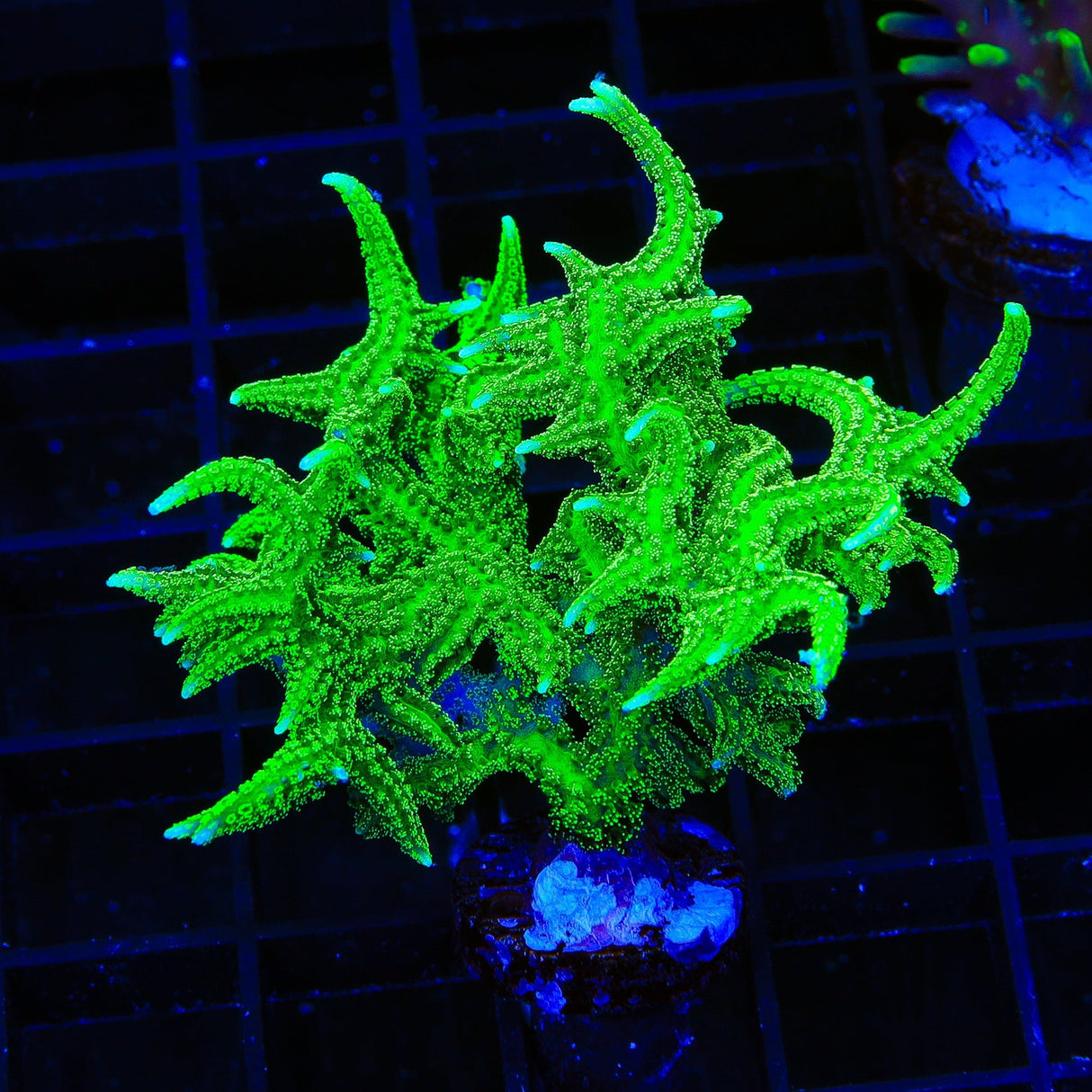 TSA Jade Dragon Birdsnest XL Frag Coral